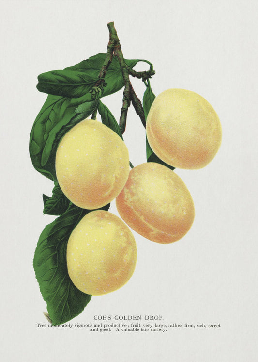 Coes Golden Drop Plum Lithografie | Leinwand
