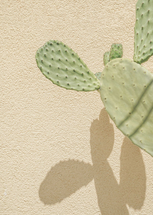 Cacti Shadowplay | Poster