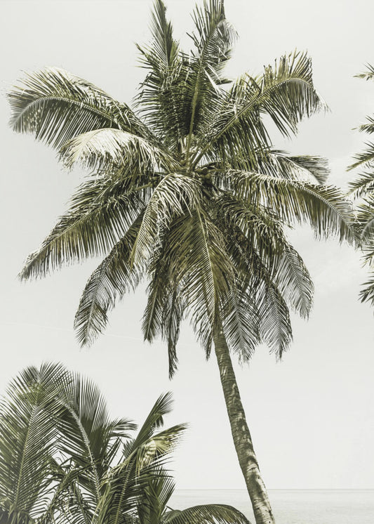 Palm Trees by the ocean | Vintage | Poster