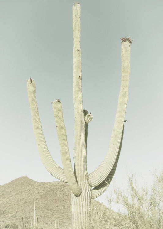 SAGUARO NATIONAL PARK Vintage Giant Saguaro | Poster