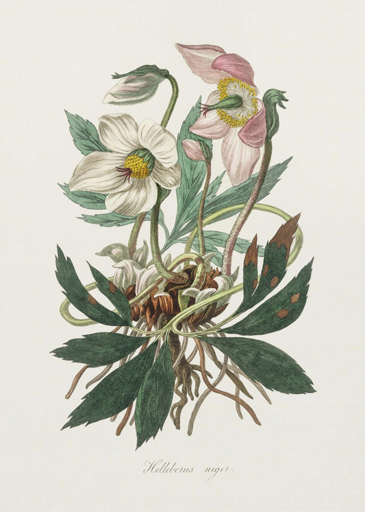 Christmas Rose (helleborus Niger)  Medical Botany | Canvas