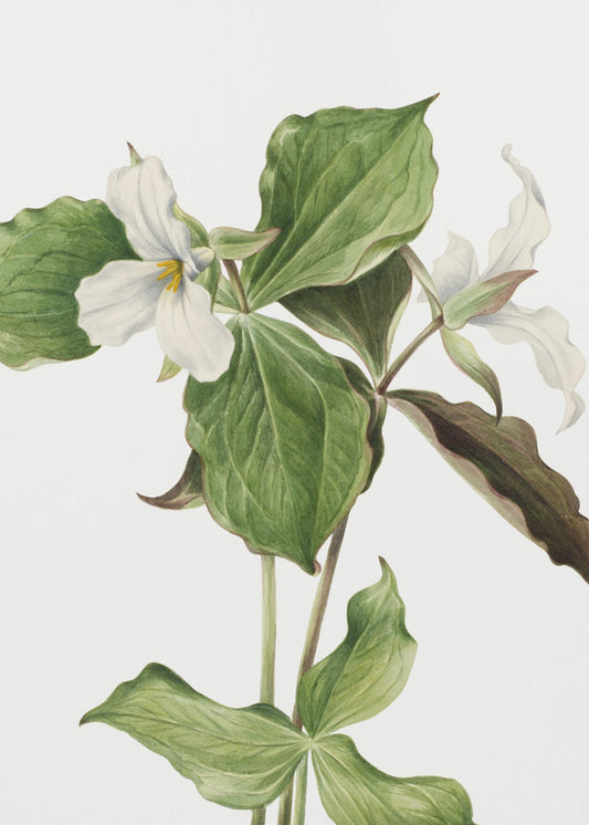 Großes weißes Trillium | Poster