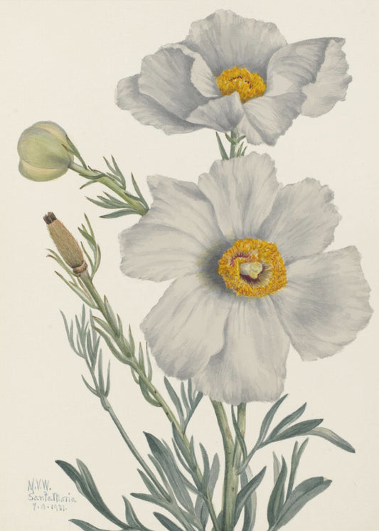 Matilija Mohn | Poster