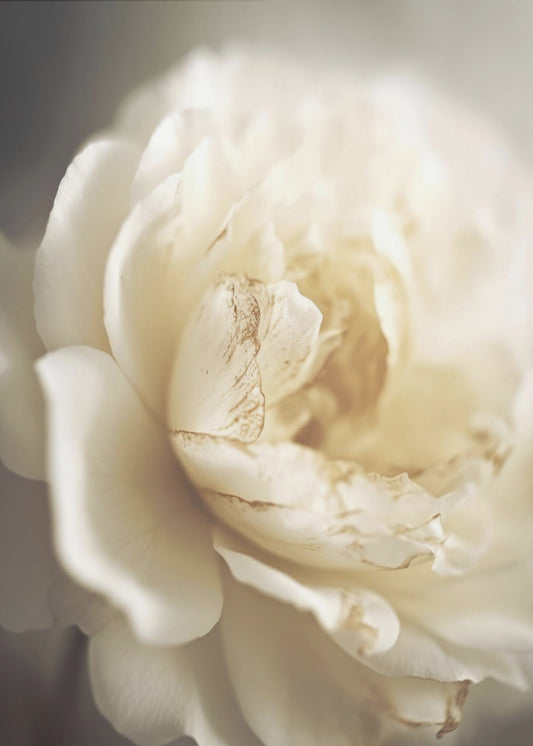 Ätherische Blüte | Leinwand
