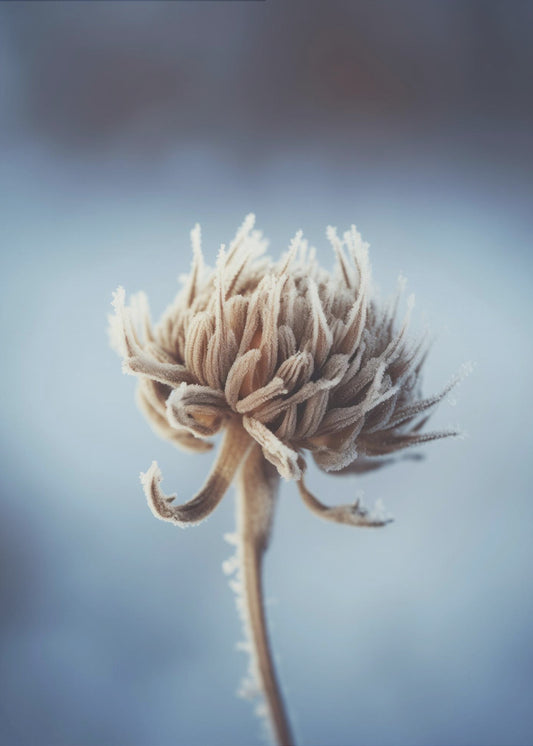 Frosted Blossom | Leinwand