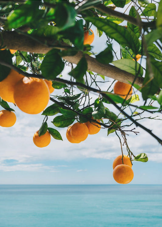 Orangen an der Amalfiküste IV | Poster