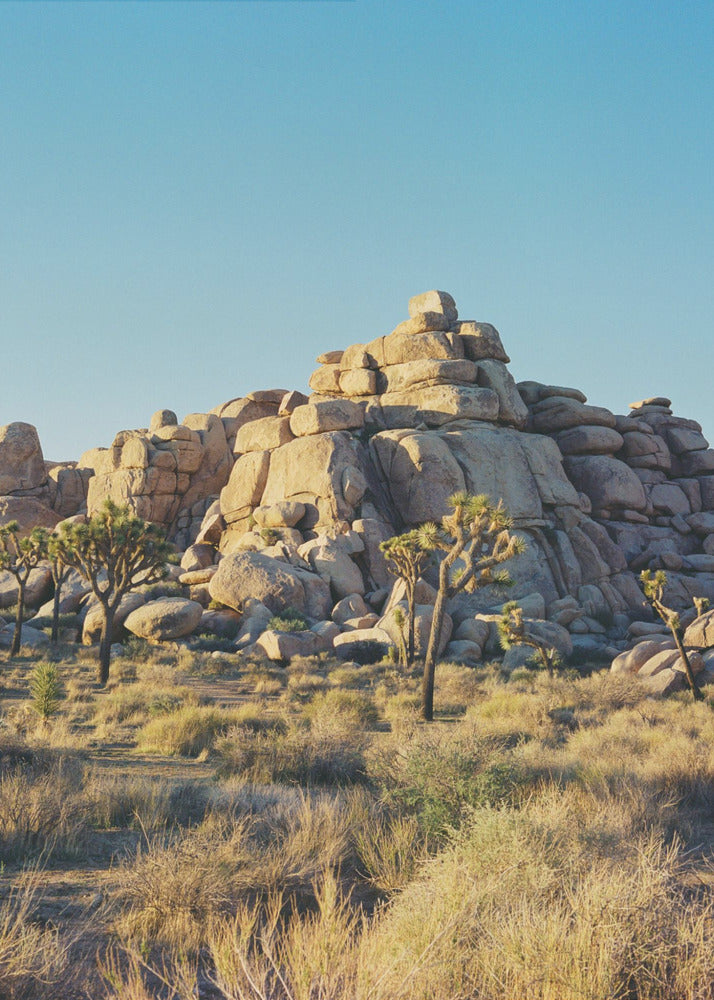 Sonnenuntergang am Joshua Tree | Poster