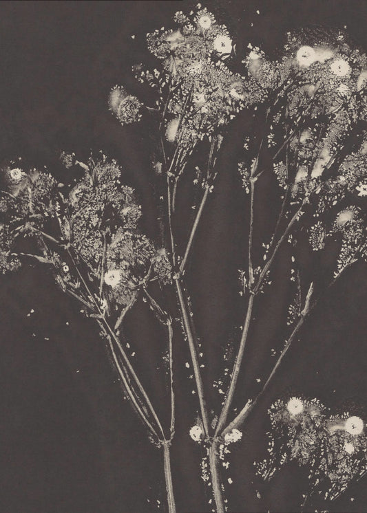 Floral Whispers | Poster