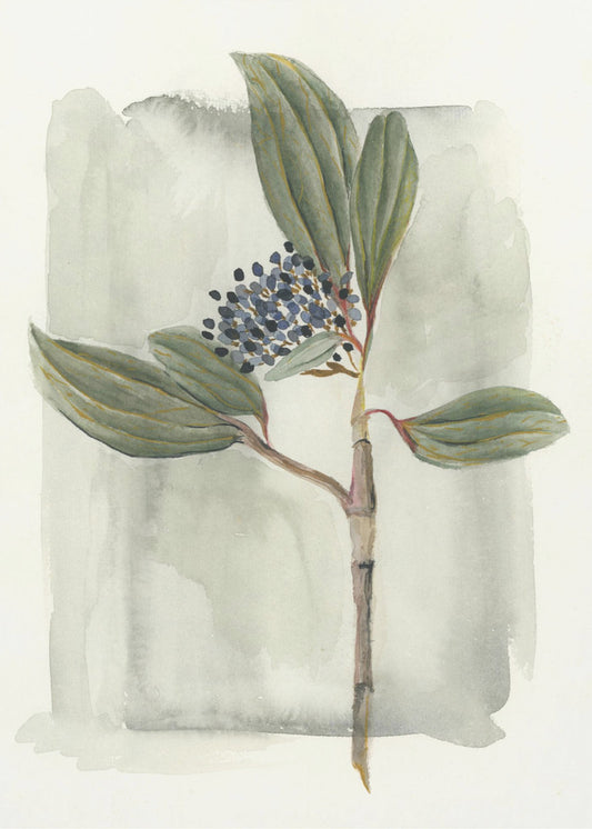 Schneeball (Viburnum davidii) | Leinwand