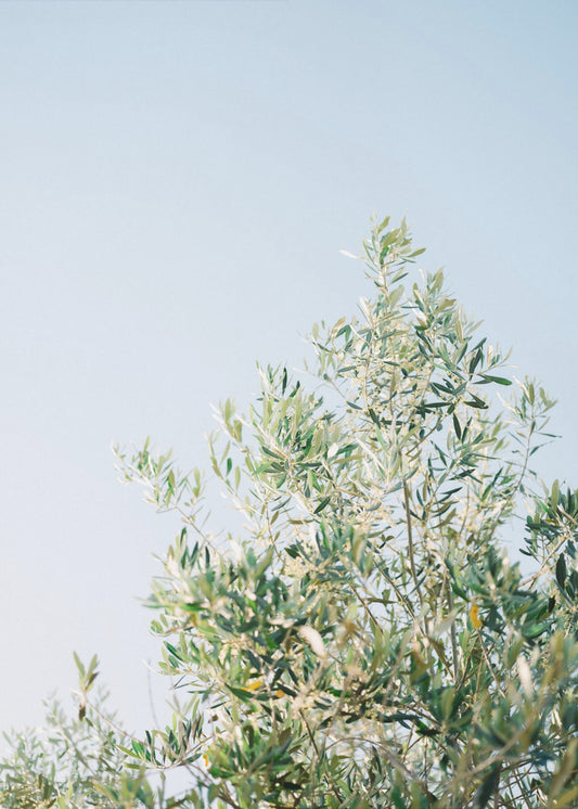 Olives In Ostuni | Italy Travel Photography | Canvas