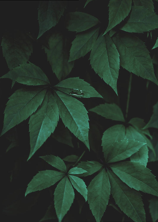 Dark Leaves 7 | Poster