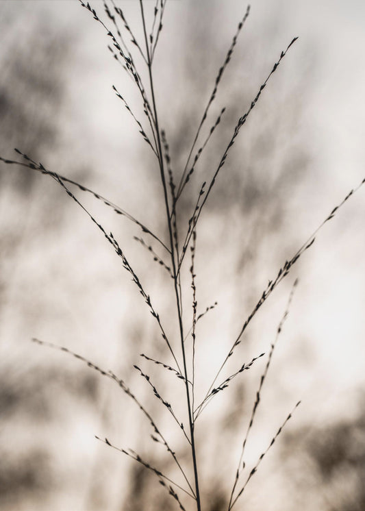 Grass 17 | Poster