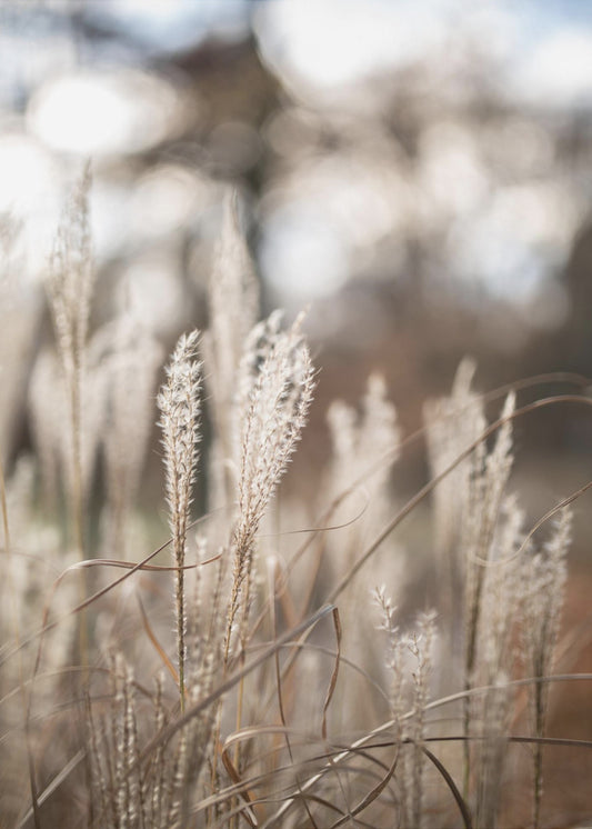 Grass 19 | Poster