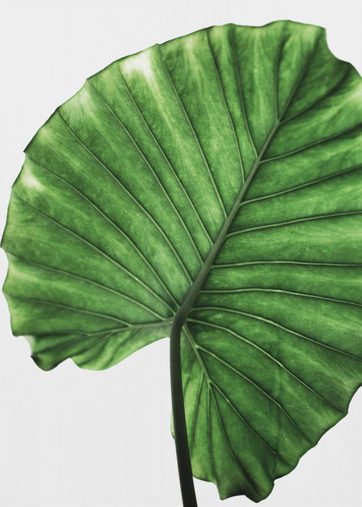 Leaves 11 | Poster