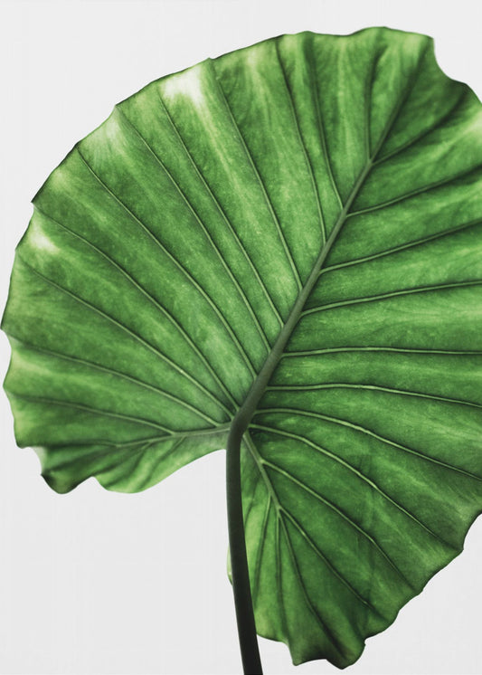 Leaves 11 | Poster