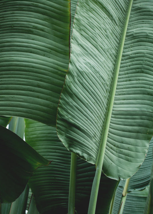 Leaves 14 | Poster