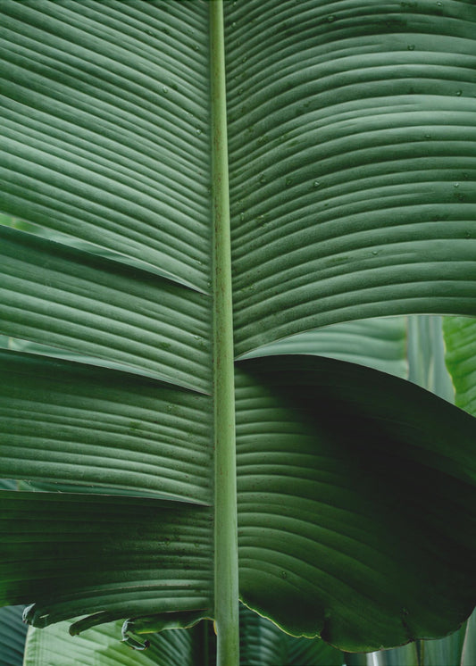Leaves 15 | Poster