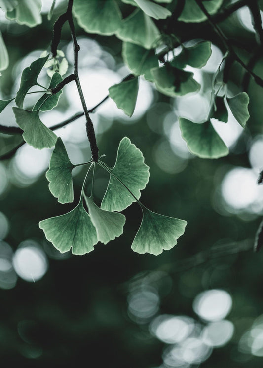 Ginko 1 | Poster