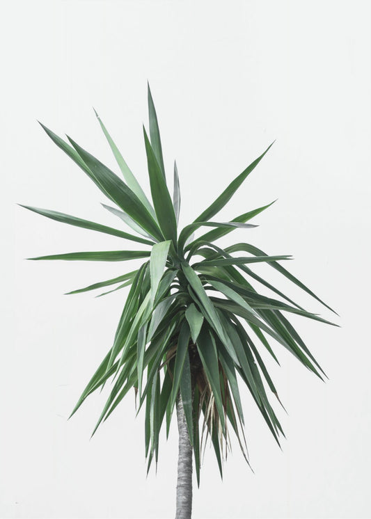 Palm Trees 11 | Poster