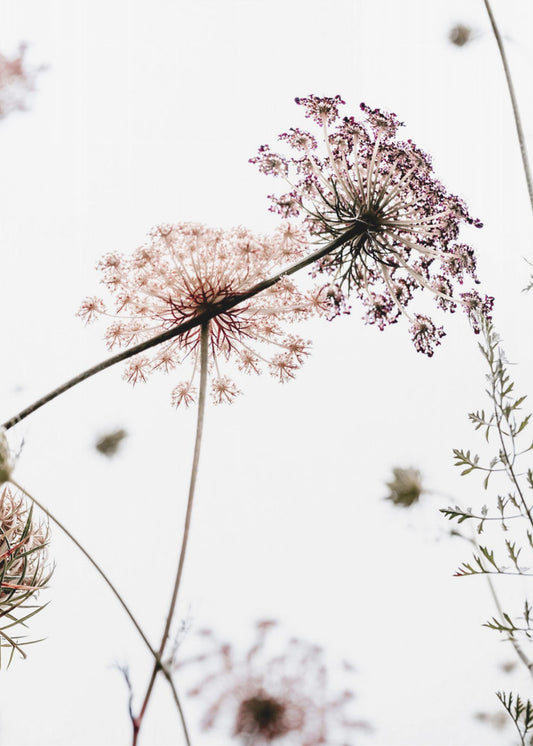 Sommerblumen | Poster
