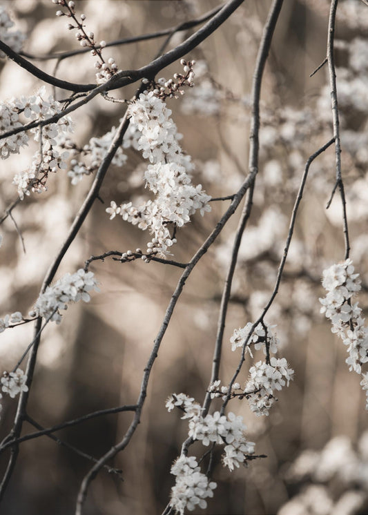 Spring Branches 1 | Poster