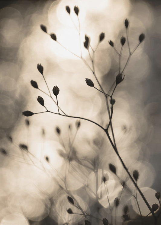 Sonnensilhouetten 1 | Leinwand
