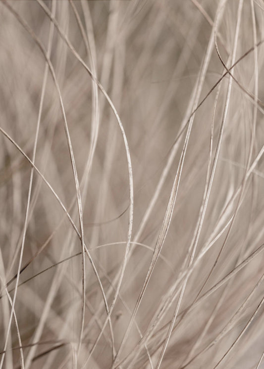 Summer Grass 3 | Poster