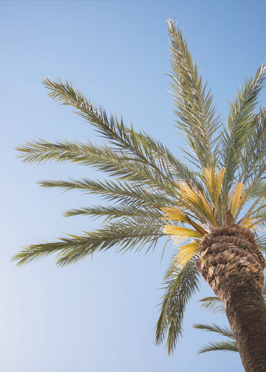 Vejer de La Frontera Palm Tree | Canvas
