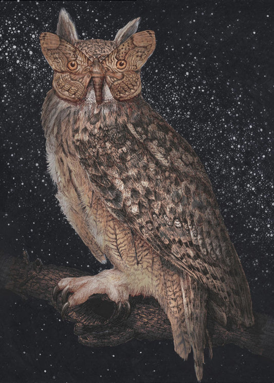 Camouflage and Stars Colour | Canvas