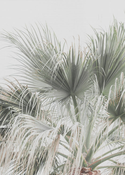 Palm Leaf | Canvas