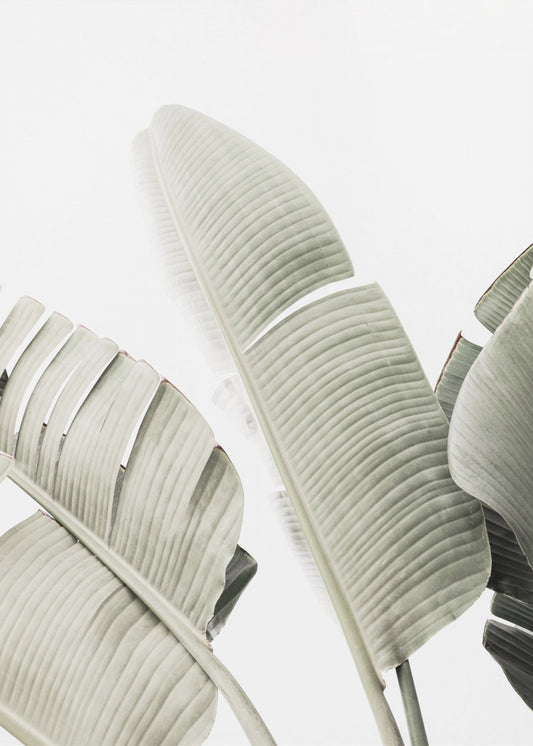 Banana leaf 1 | Canvas