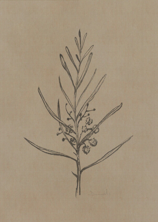Blackwood Setzling | Poster