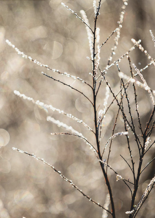 A Winter Morning 5 | Poster