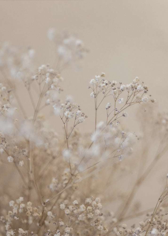 Babys Breath 1 | Poster