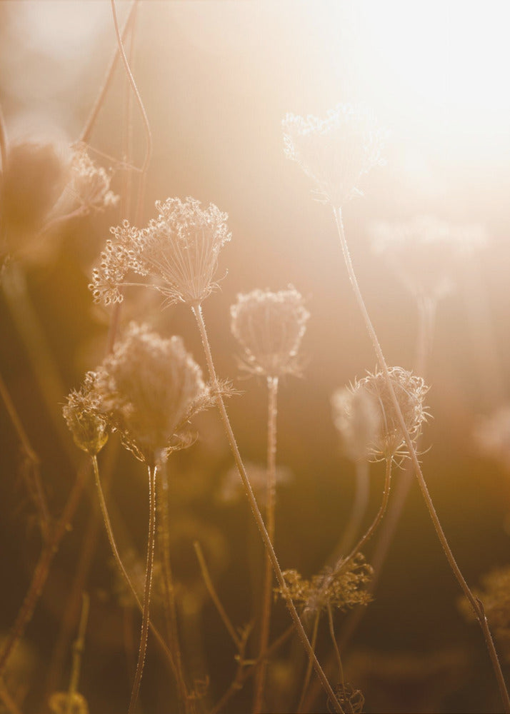 Goldene Stunde 1 | Leinwand
