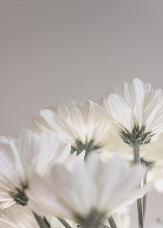 White Flowers 4 | Canvas