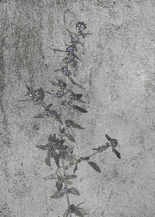 Concrete Blossoms | Canvas