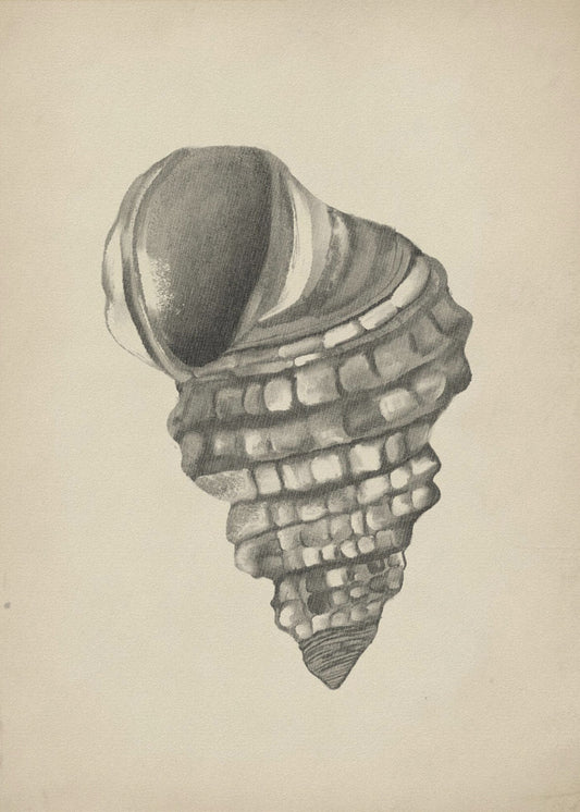 Seashells | Canvas