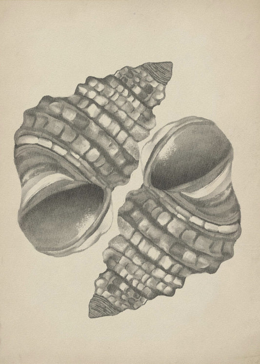 Seashells | Canvas