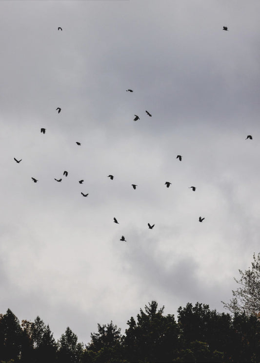 Birds and Clouds 1 | Canvas