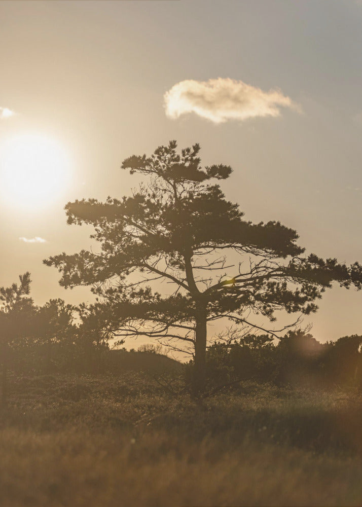 Baum in den Dünen 1 | Leinwand