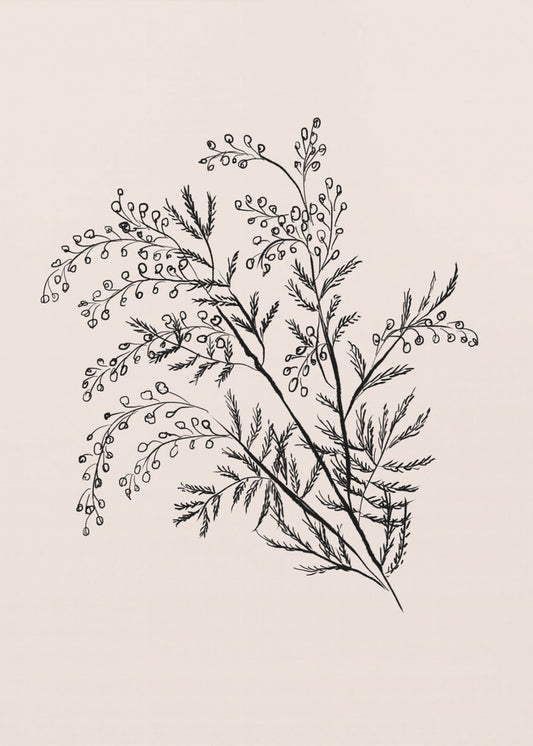 Acacia Botanical Branch | Canvas