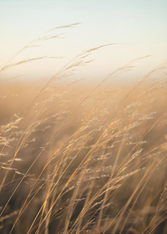 Golden Prairie Grass | Canvas