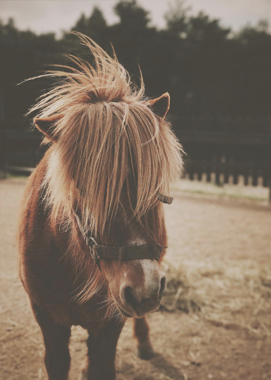 Pony mit zotteliger Mähne | Leinwand