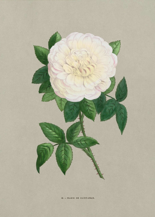 Rose Marie De Saint Jean | Canvas