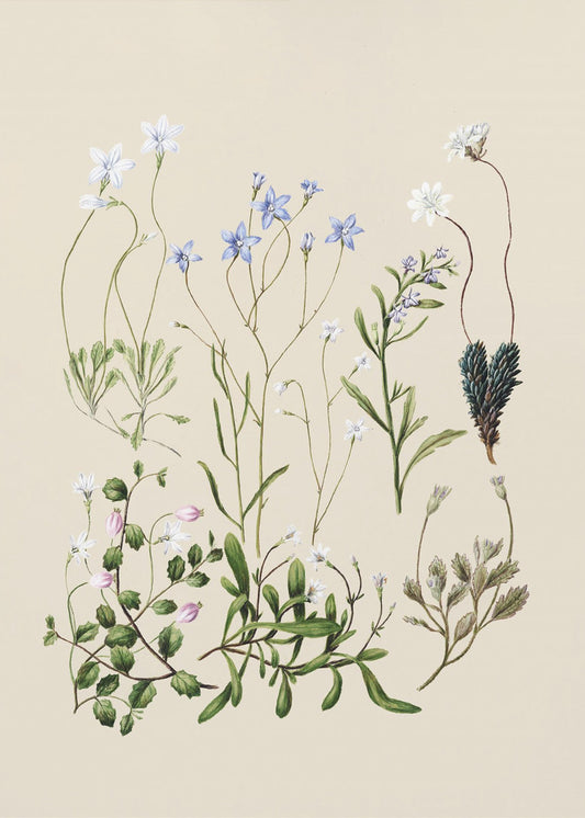 Wahlenbergias Drawn | Poster
