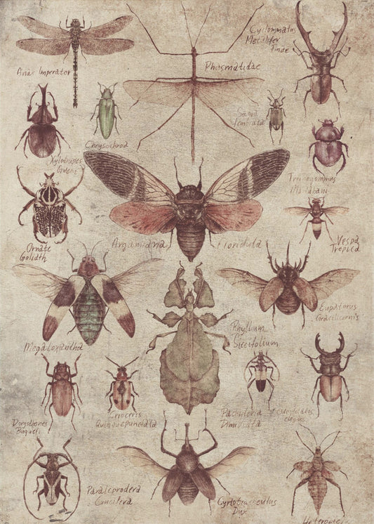 Insekten im Vintage-Stil | Leinwand