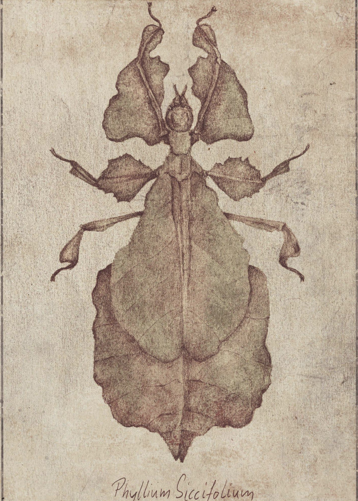Phyllium Siccifolium Copy | Canvas