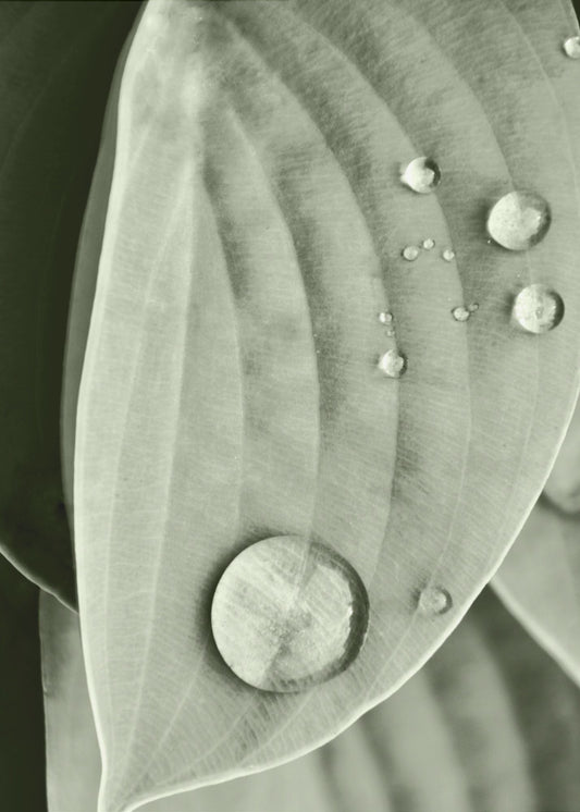 Tau auf Blatt Eleganz | Leinwand