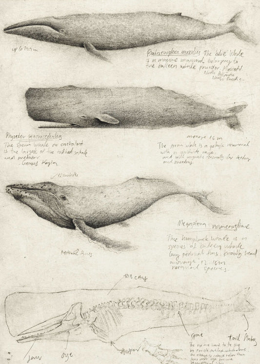 Sketches Of Various Whale | Canvas